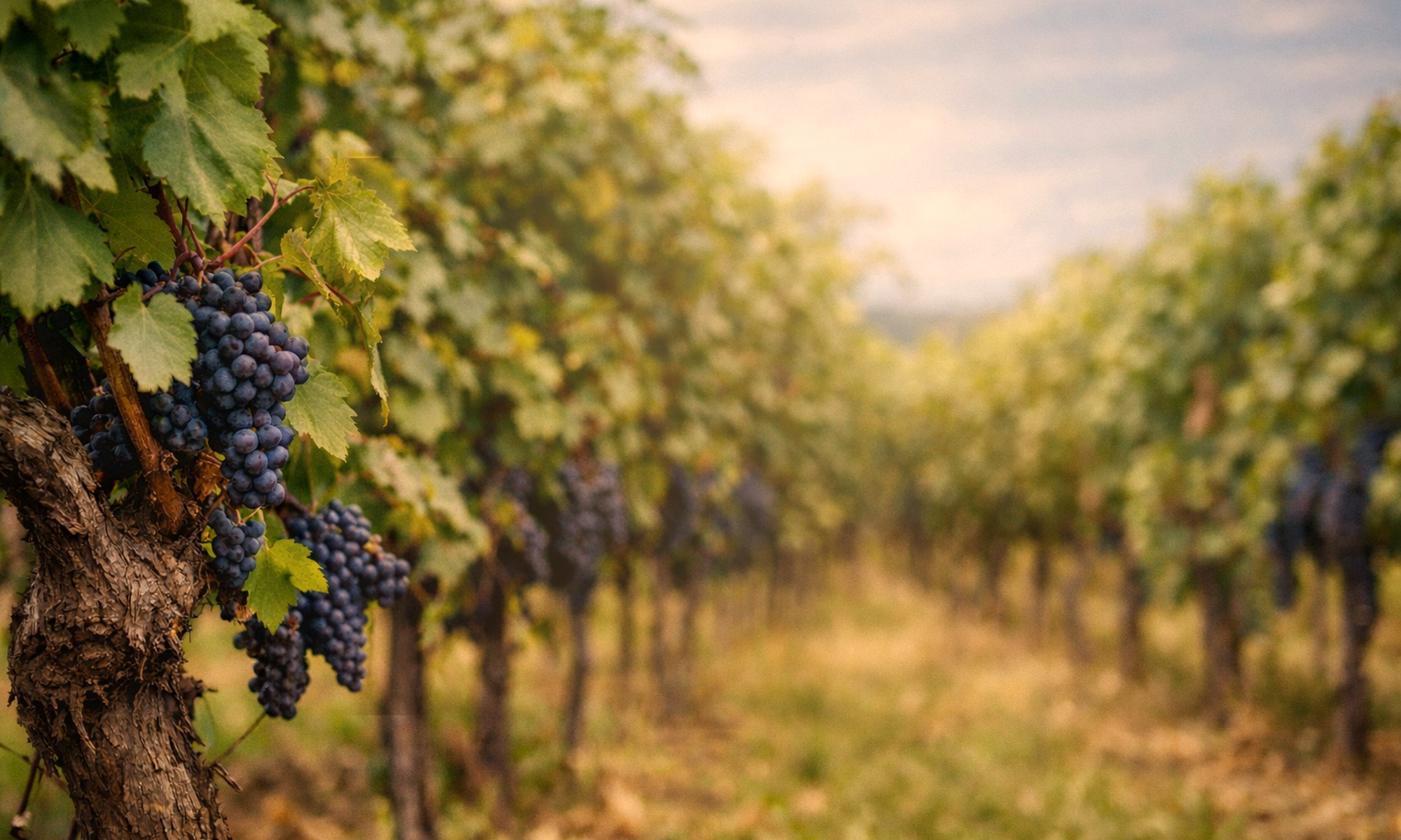 Saisonales Bild vom Weinbau Biegner